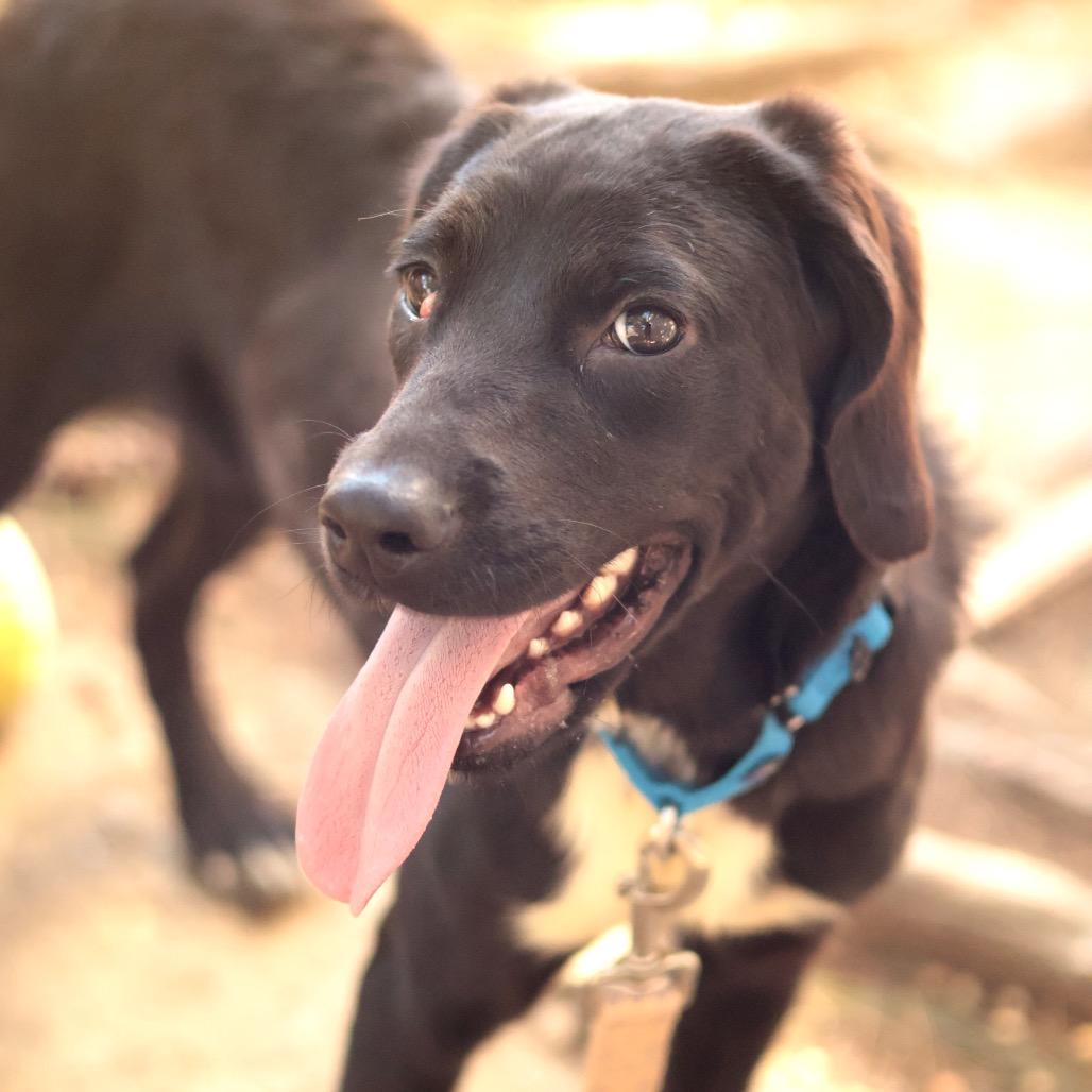 Enlarge Sunny, a Adoptable Mixed Breed in Philadelphia, PA image 2/6