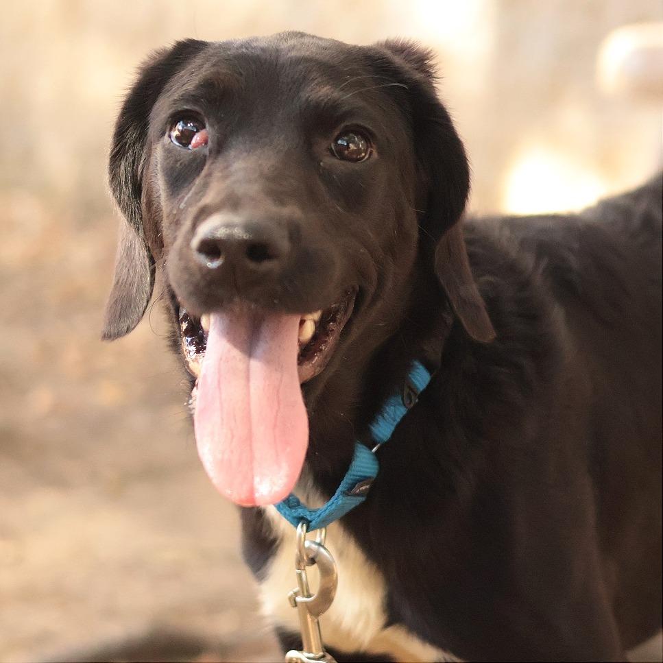 Enlarge Sunny, a Adoptable Mixed Breed in Philadelphia, PA image 3/6