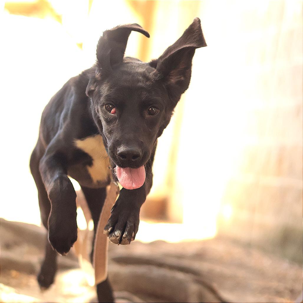Enlarge Sunny, a Adoptable Mixed Breed in Philadelphia, PA image 6/6