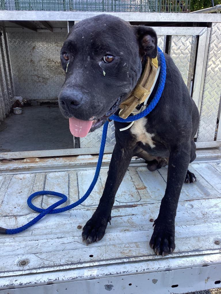 Van, a Adoptable mixed breed in Winnsboro, SC image 2/4