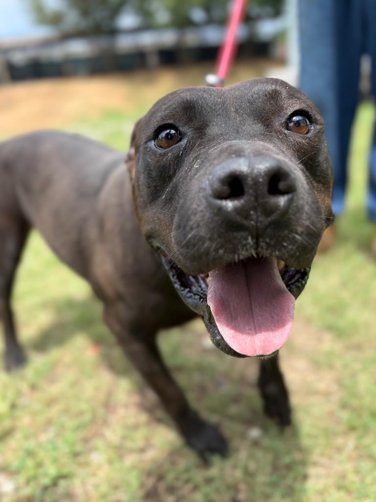 Van, a Adoptable mixed breed in Winnsboro, SC image 2/5