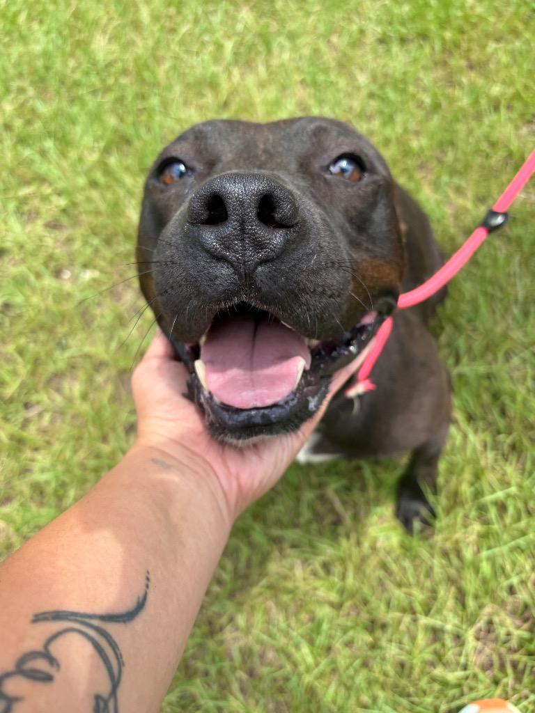 Van, Adoptable, Adult Male Terrier.