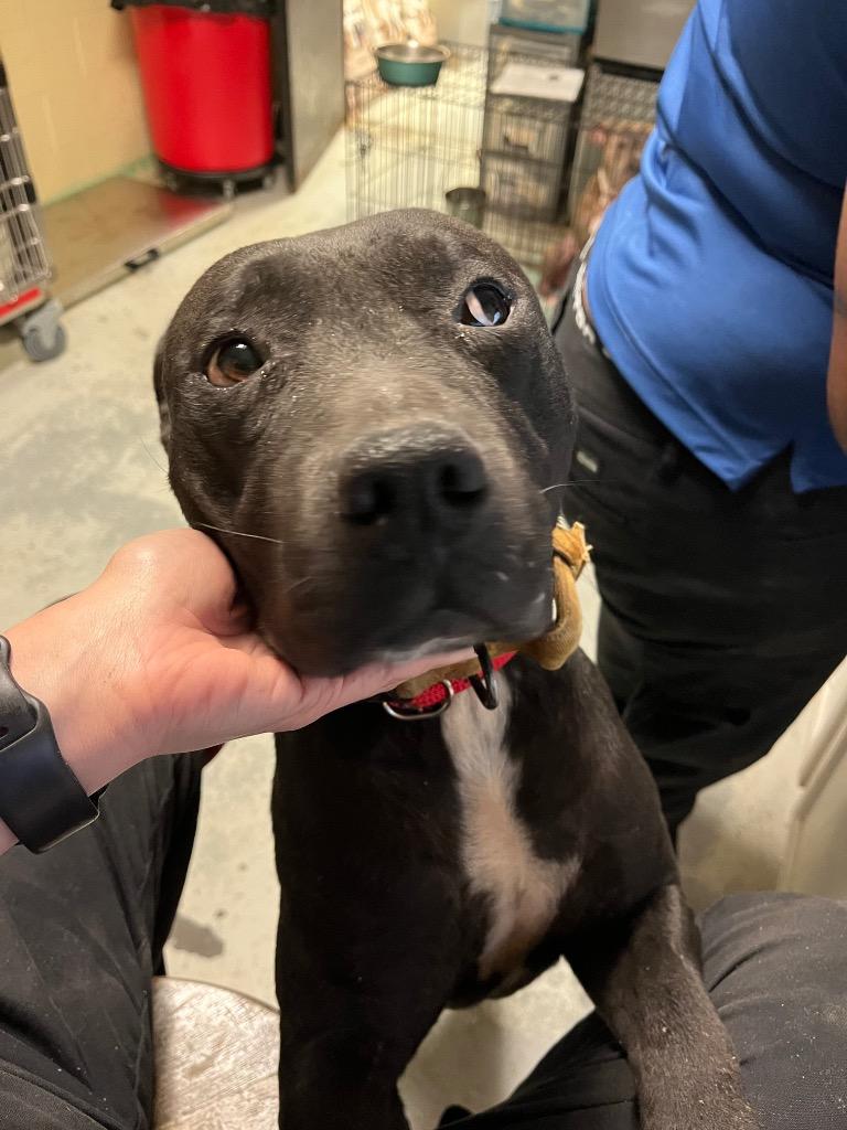 Enlarge Van, a Adoptable mixed breed in Winnsboro, SC image 2/4