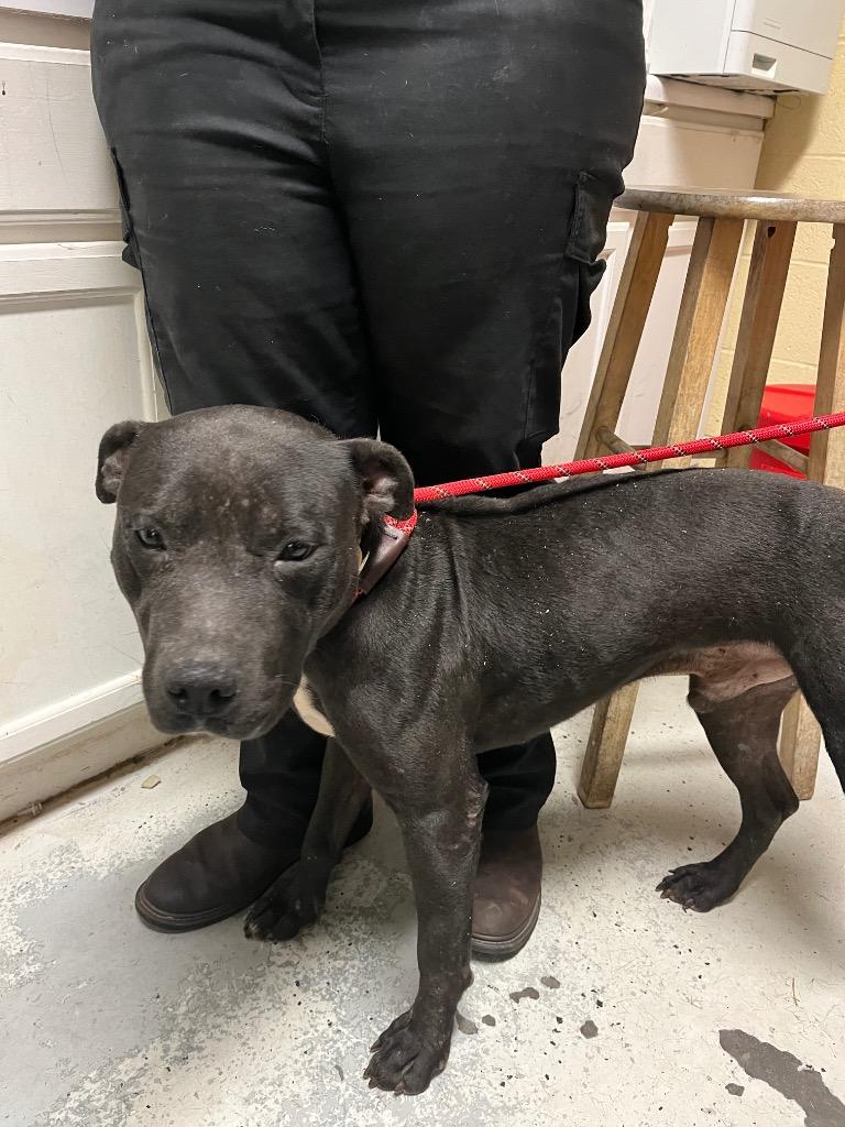 Enlarge Van, a Adoptable mixed breed in Winnsboro, SC image 4/4