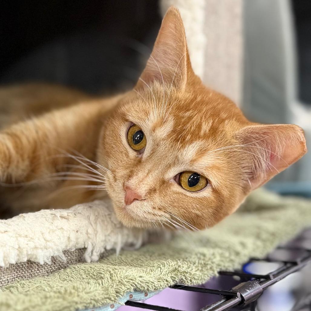 Babette, Adoptable, Young Female Domestic Short Hair.