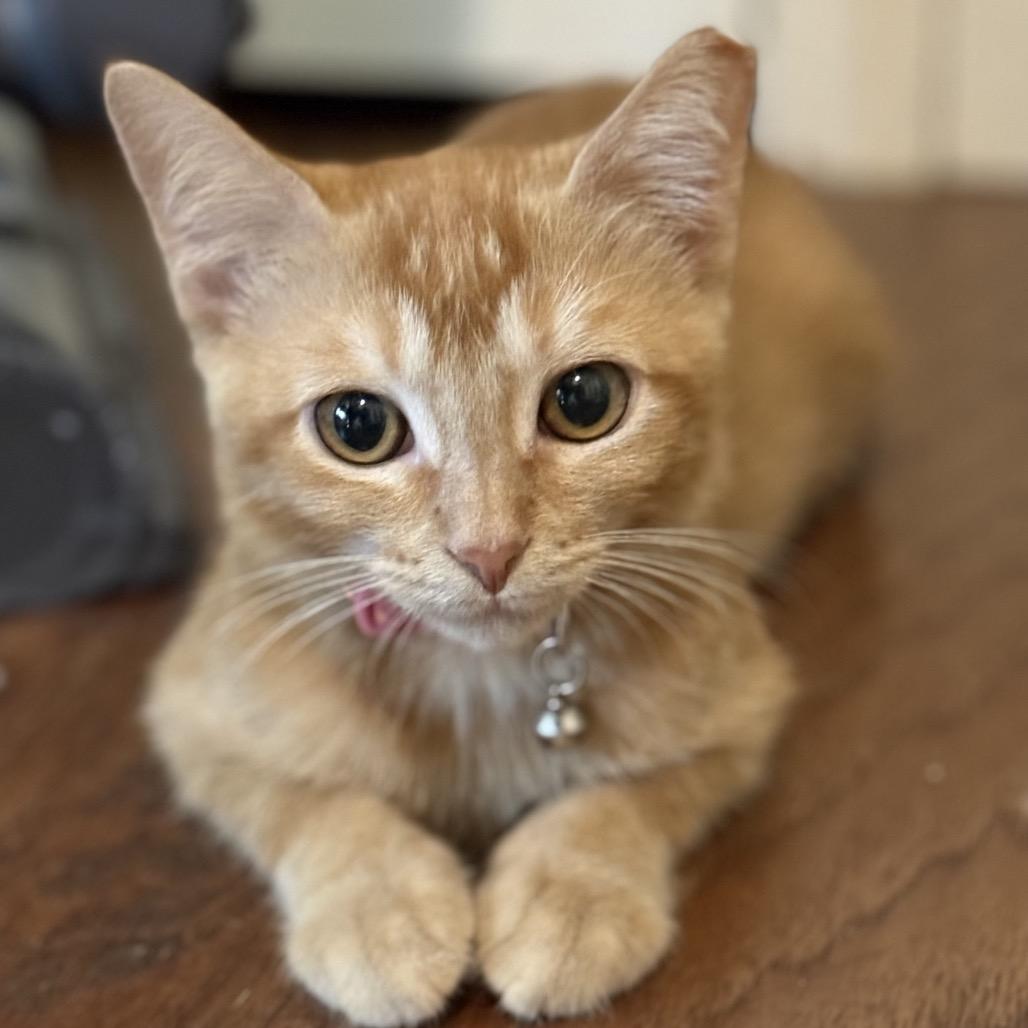 Babette, a Adoptable Domestic Short Hair in Boerne, TX image 2/6