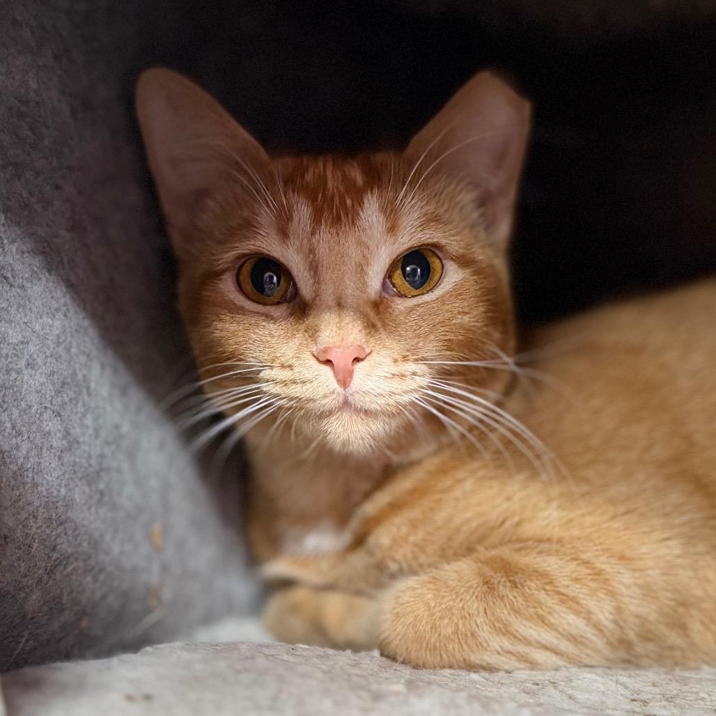 Babette, a Adoptable Domestic Short Hair in Boerne, TX image 4/6