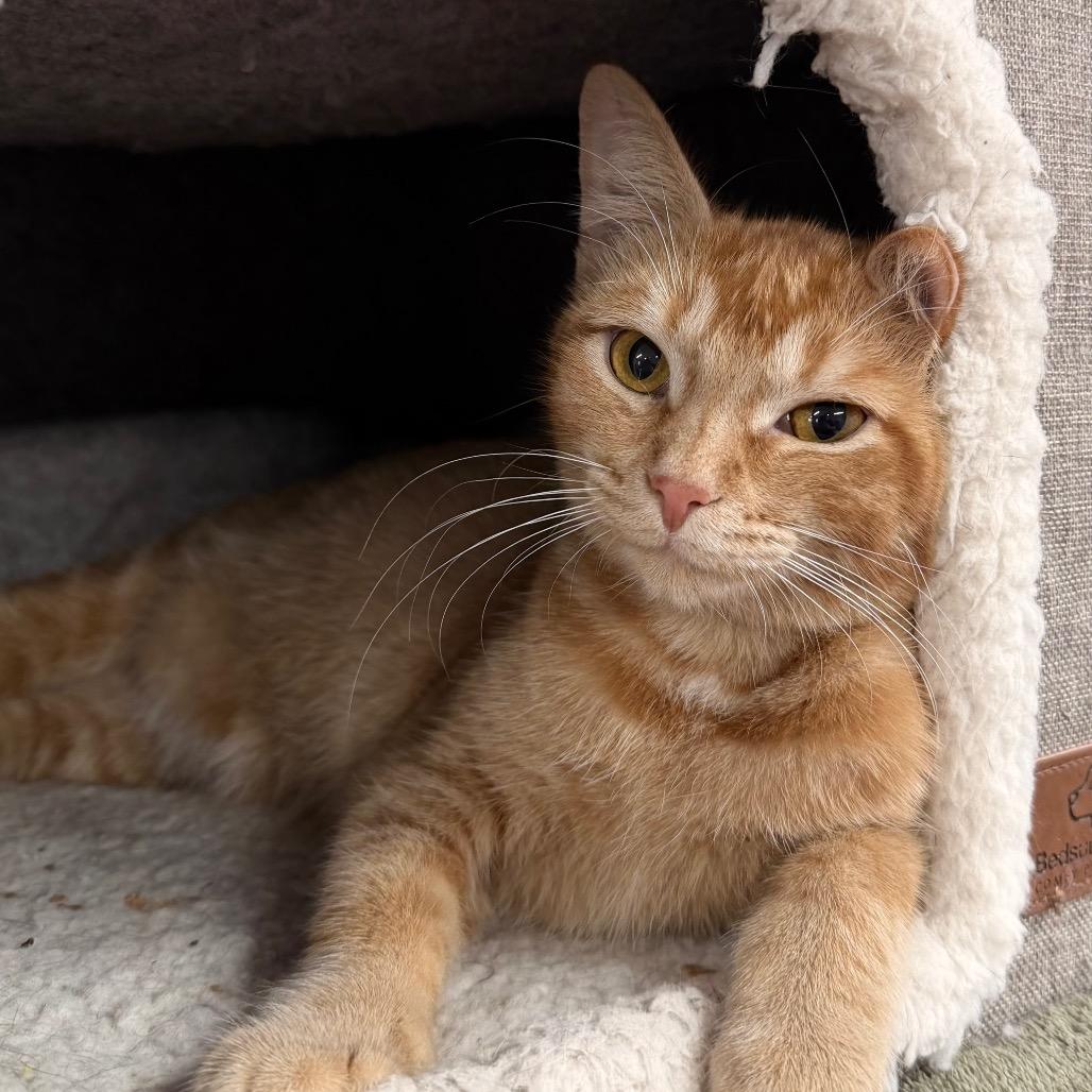 Babette, a Adoptable Domestic Short Hair in Boerne, TX image 5/6