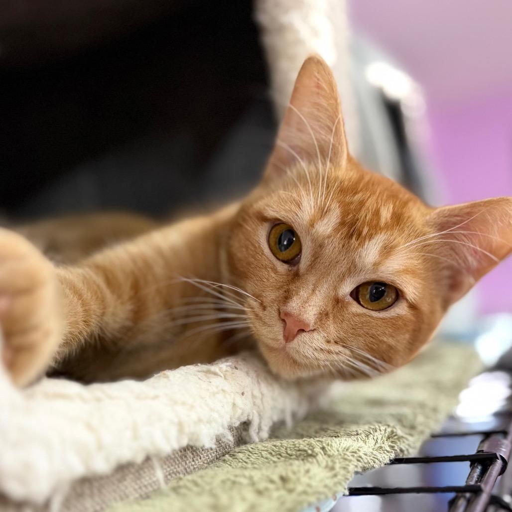 Babette, a Adoptable Domestic Short Hair in Boerne, TX image 6/6