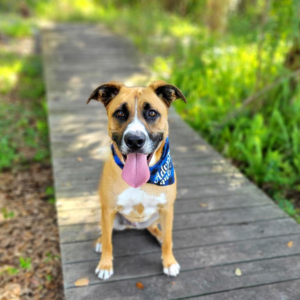 Arlo, a Adoptable Mixed Breed in Port Charlotte, FL image 1/5
