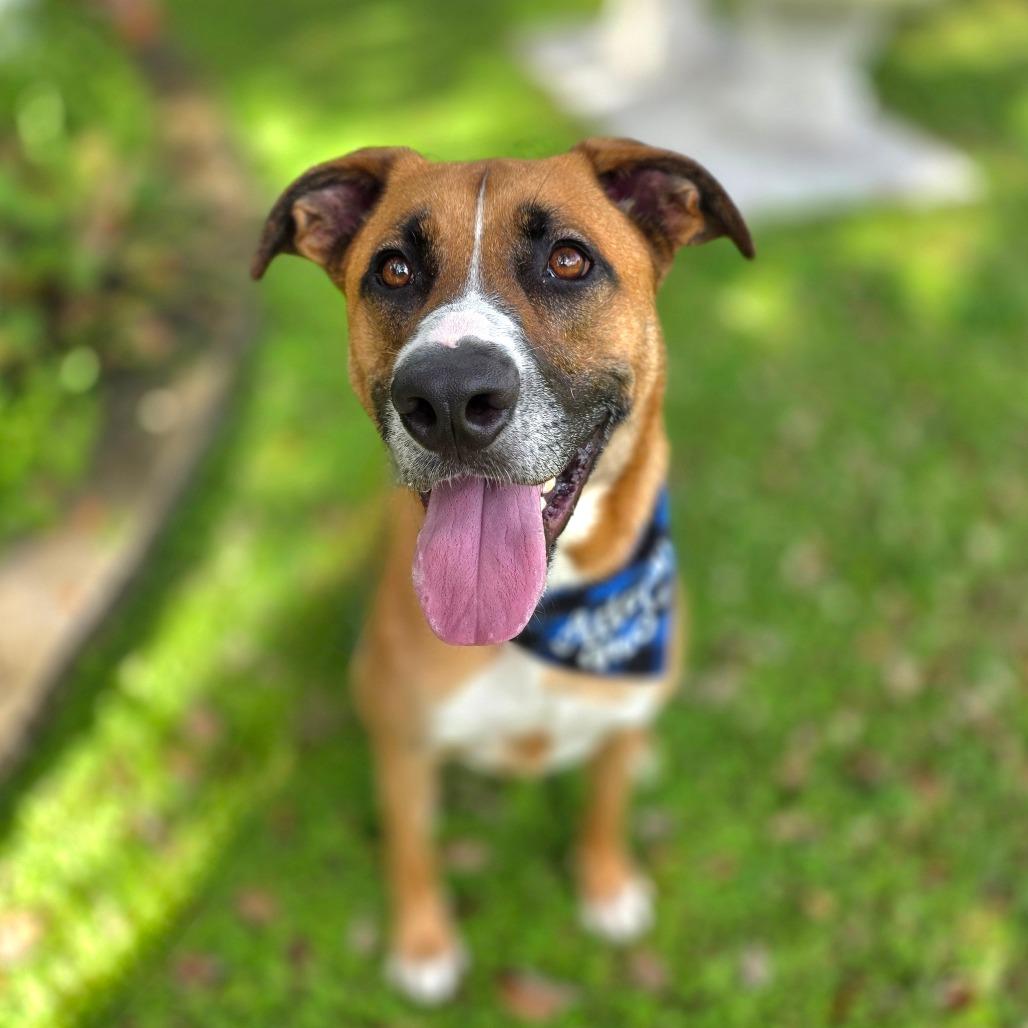 Arlo, a Adoptable Mixed Breed in Port Charlotte, FL image 2/5