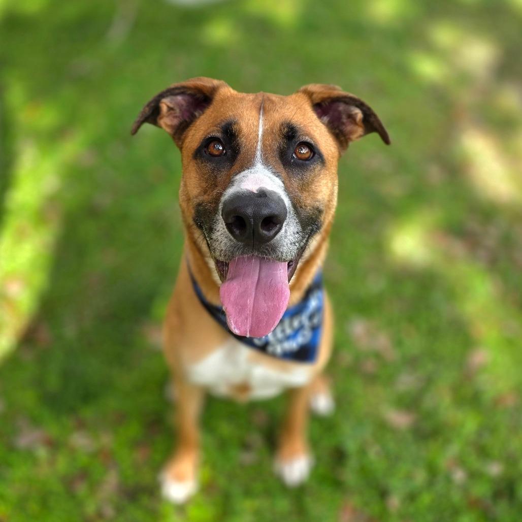 Arlo, a Adoptable Mixed Breed in Port Charlotte, FL image 3/5