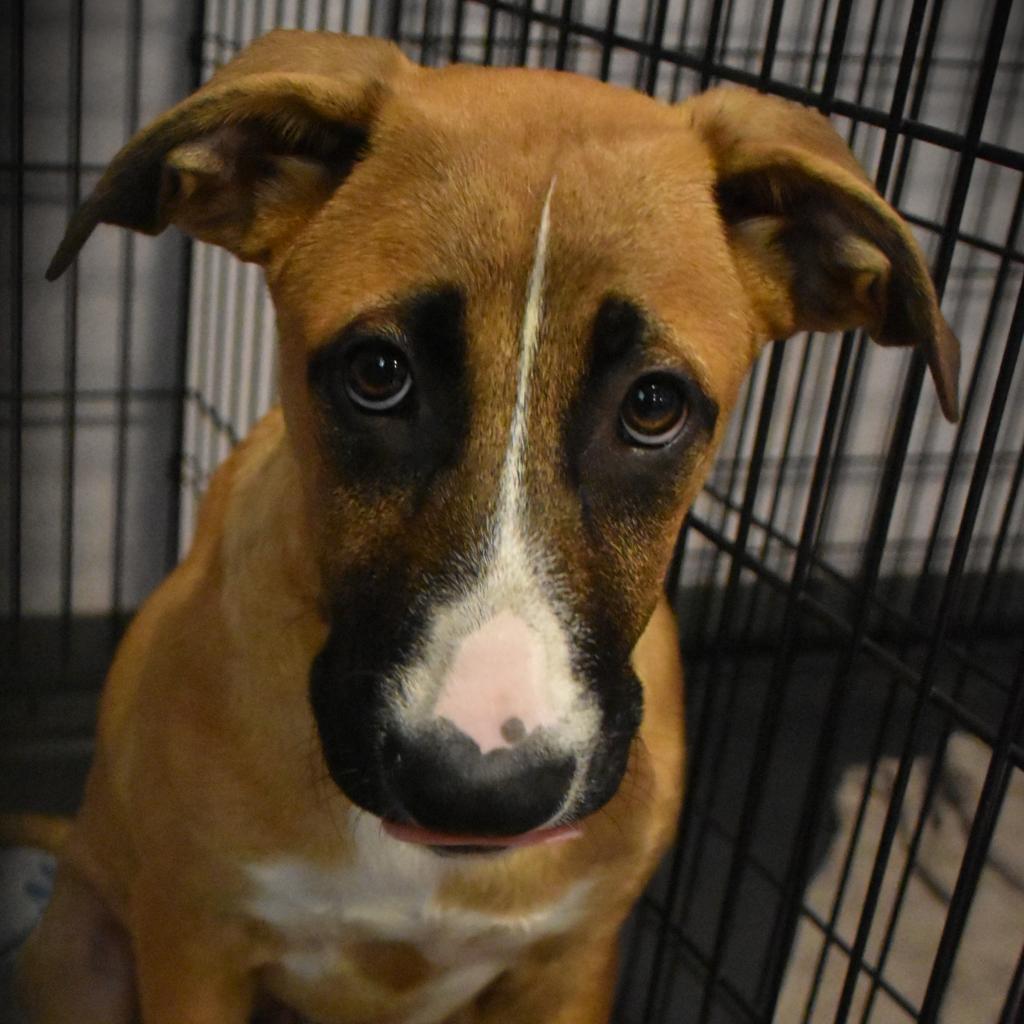 Arlo, a Adoptable Mixed Breed in Port Charlotte, FL image 4/5