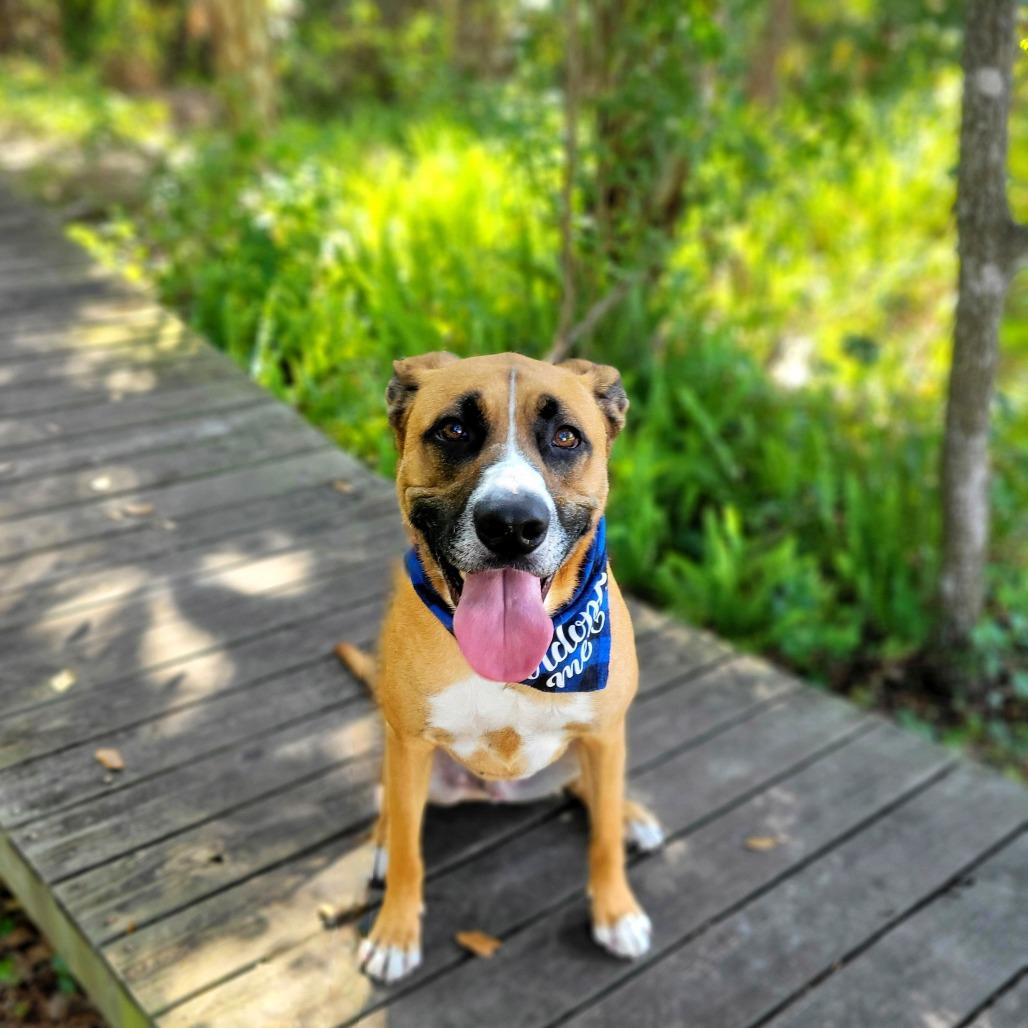 Arlo, a Adoptable Mixed Breed in Port Charlotte, FL image 5/5