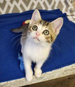 Voodoo, ADOPTABLE, Young Male Domestic Short Hair.