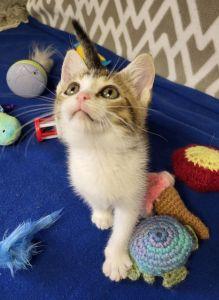Voodoo, a ADOPTABLE Domestic Short Hair in Bucyrus, OH image 2/3