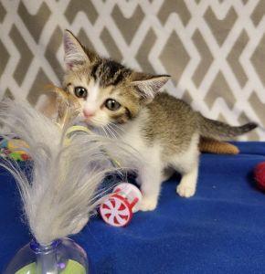 Voodoo, a ADOPTABLE Domestic Short Hair in Bucyrus, OH image 3/3