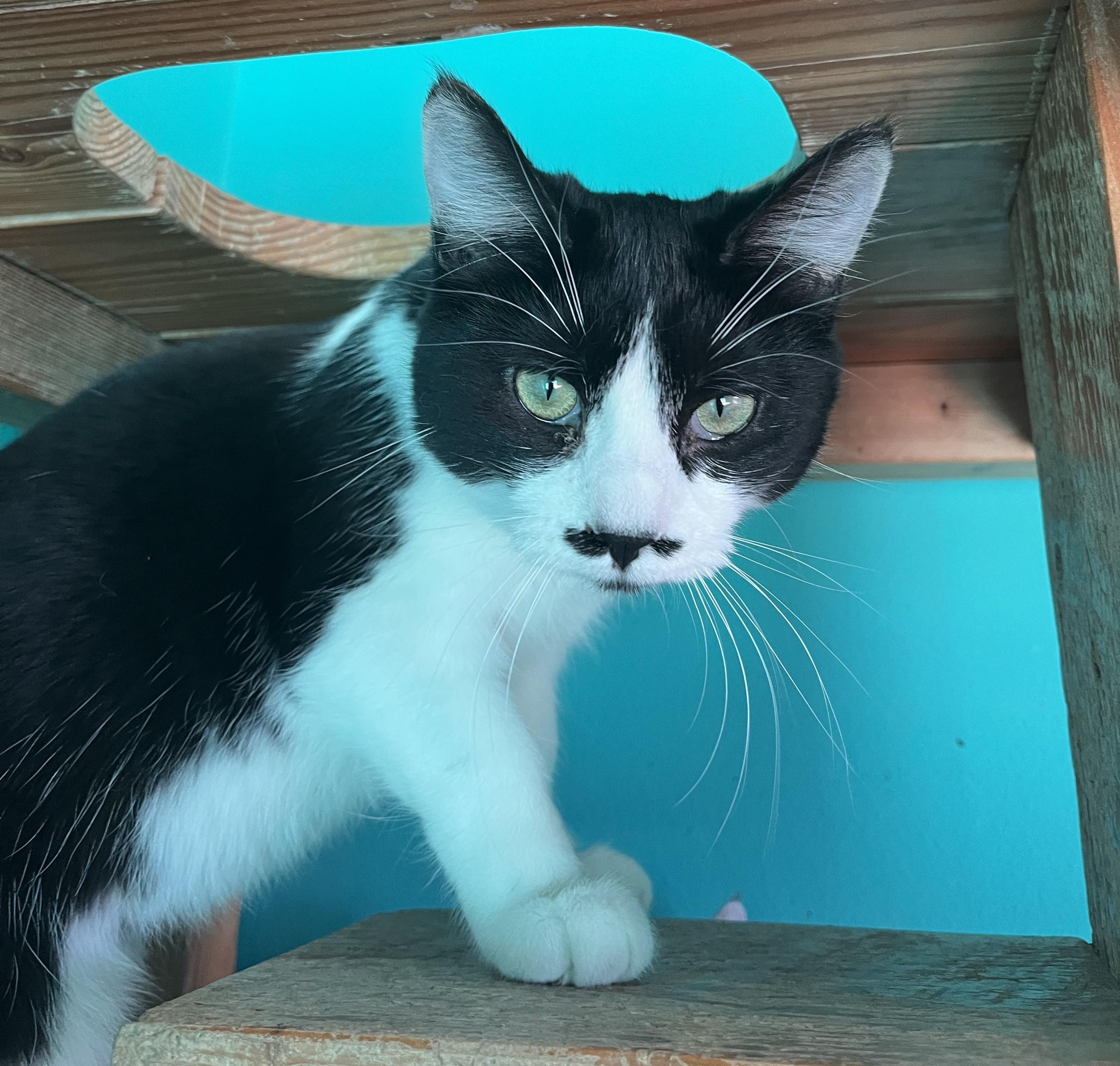 Corban, Adoptable, Young Female Domestic Short Hair.