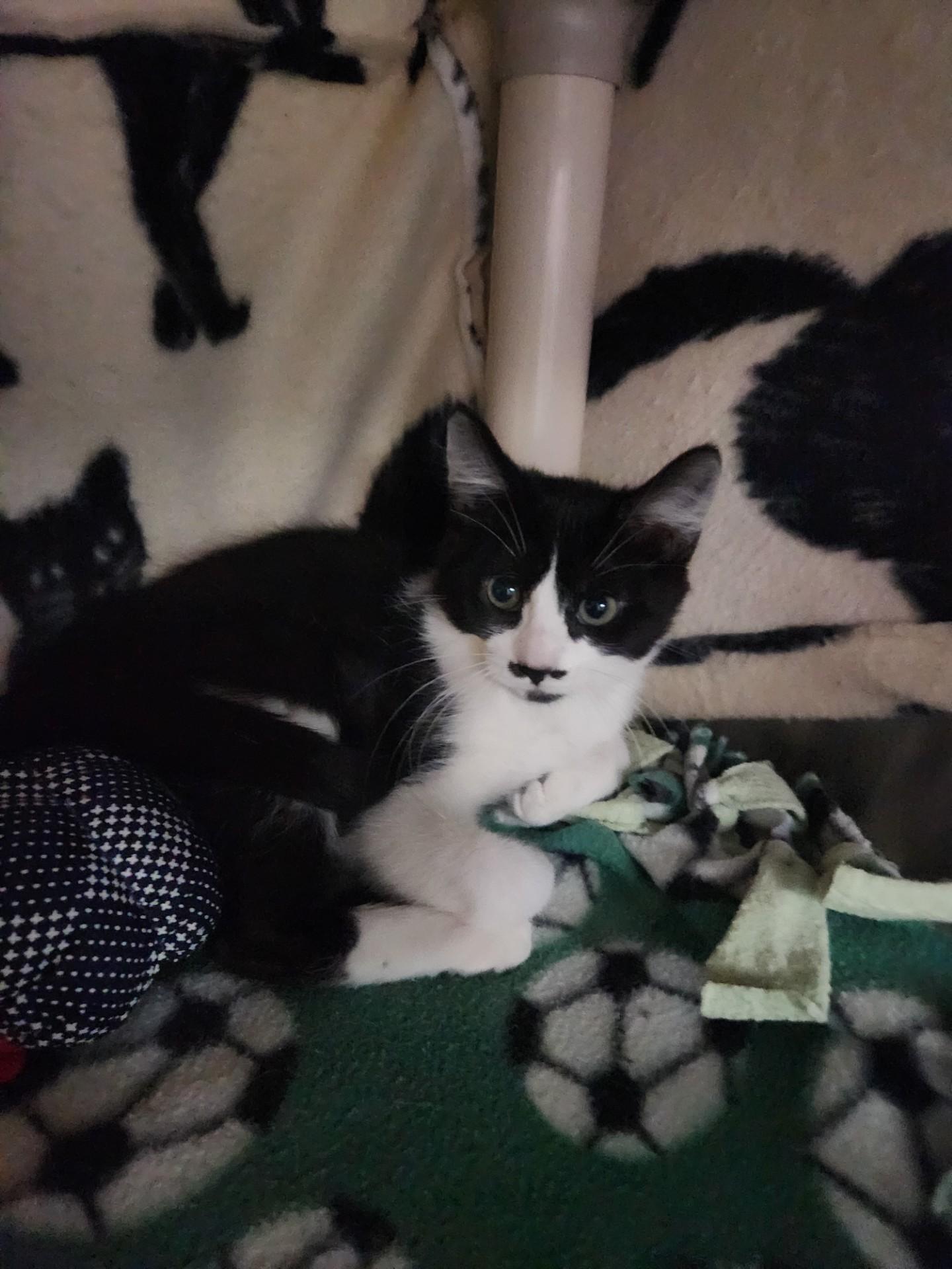 Corban, Adoptable, Young Female Domestic Short Hair.