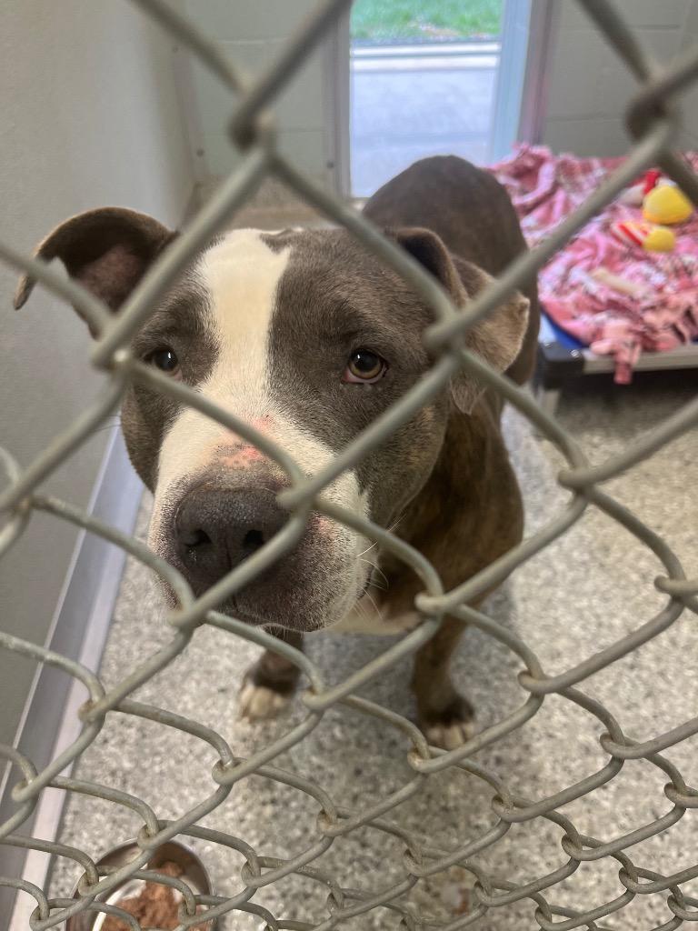 Enlarge Granny May, a Adoptable mixed breed in Auburn, IN image 1/1