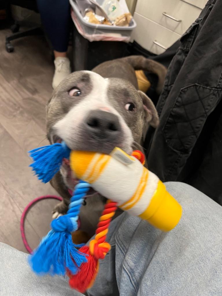 Enlarge Granny May, a Adoptable mixed breed in Auburn, IN image 4/5