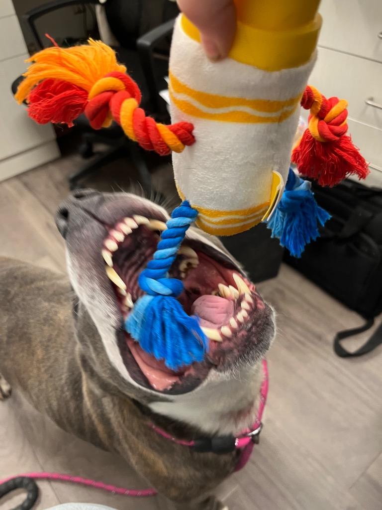 Enlarge Granny May, a Adoptable mixed breed in Auburn, IN image 5/5