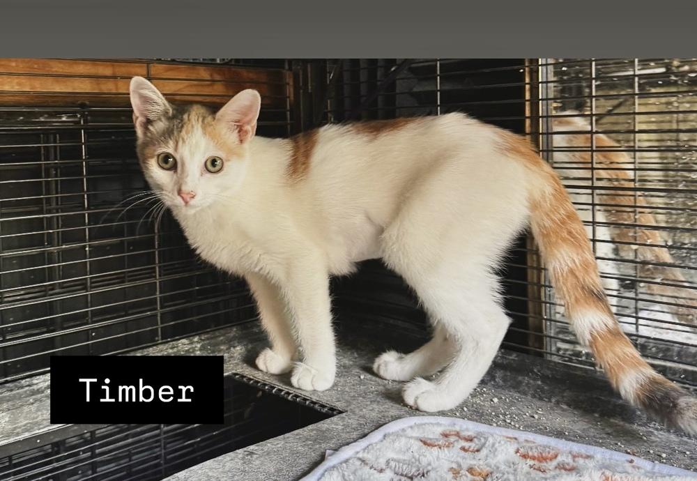 Timber, Adoptable, Kitten Female Domestic Short Hair.