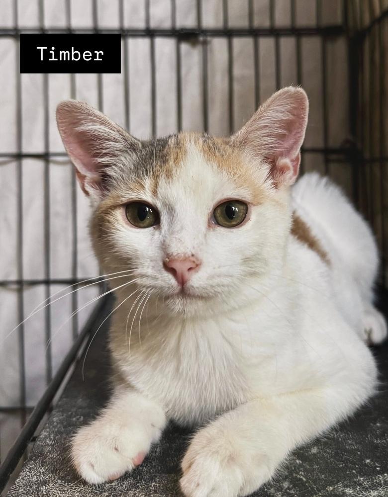 Enlarge Timber, a Adoptable mixed breed in Gardena, CA image 2/3