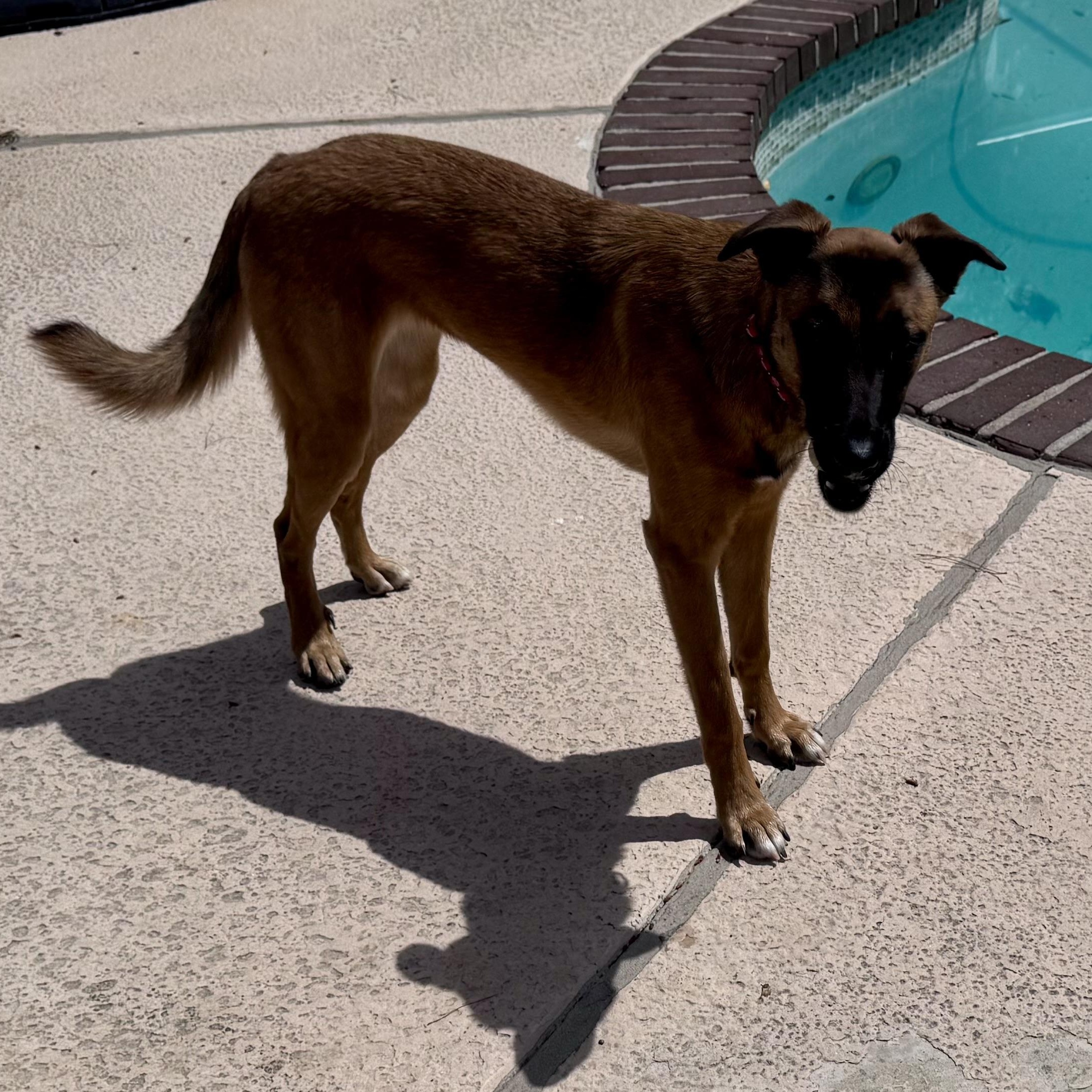 Lavender, a ADOPTABLE mixed breed in San Diego, CA image 1/2
