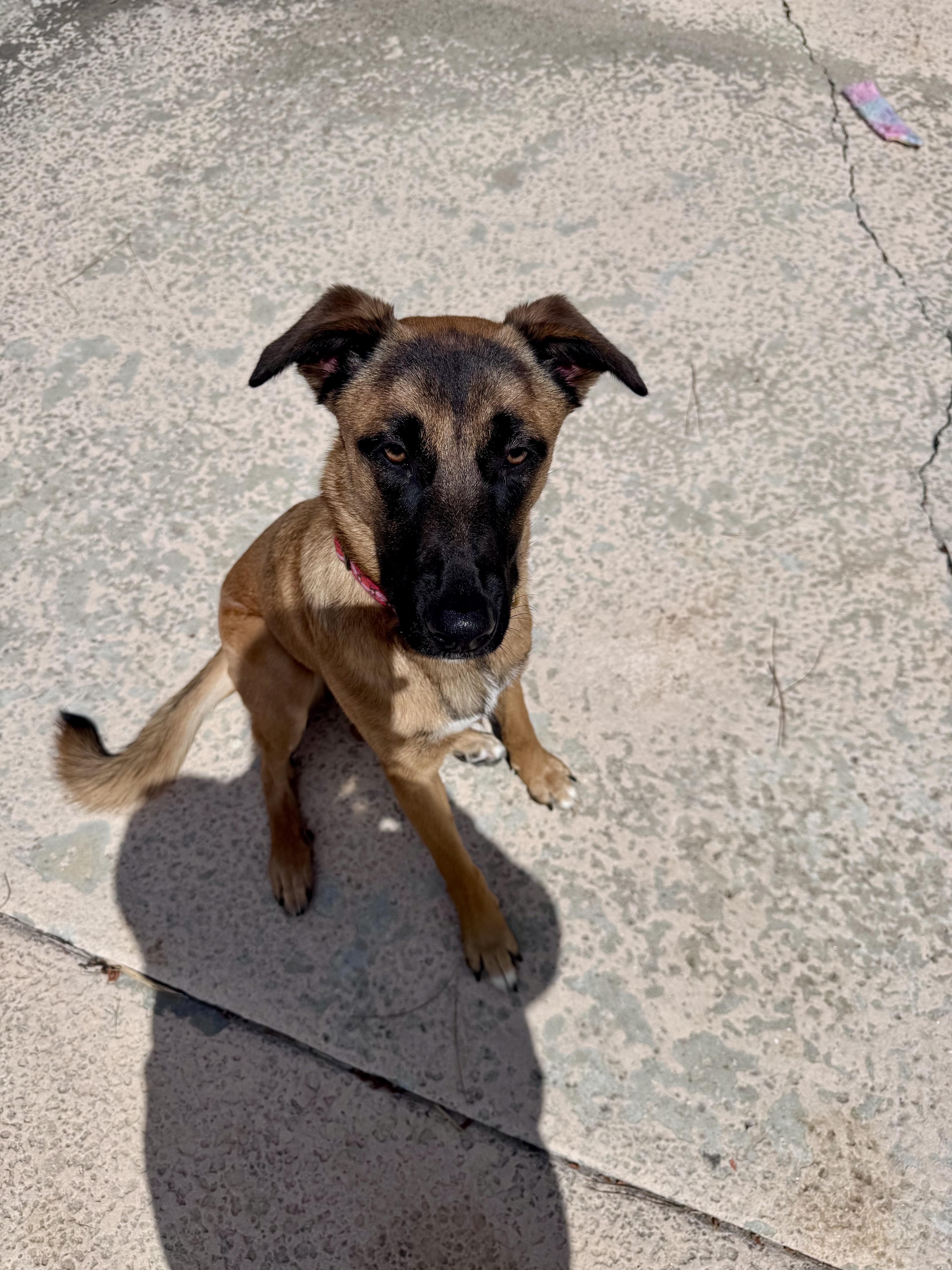 Lavender, a ADOPTABLE mixed breed in San Diego, CA image 2/2