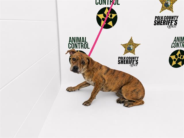 Enlarge APRIL, a Adoptable mixed breed in Winter Haven, FL image 1/1