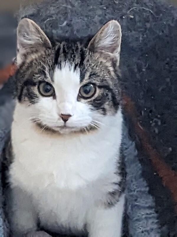 Sputnik, Adoptable, Young Male Domestic Short Hair.