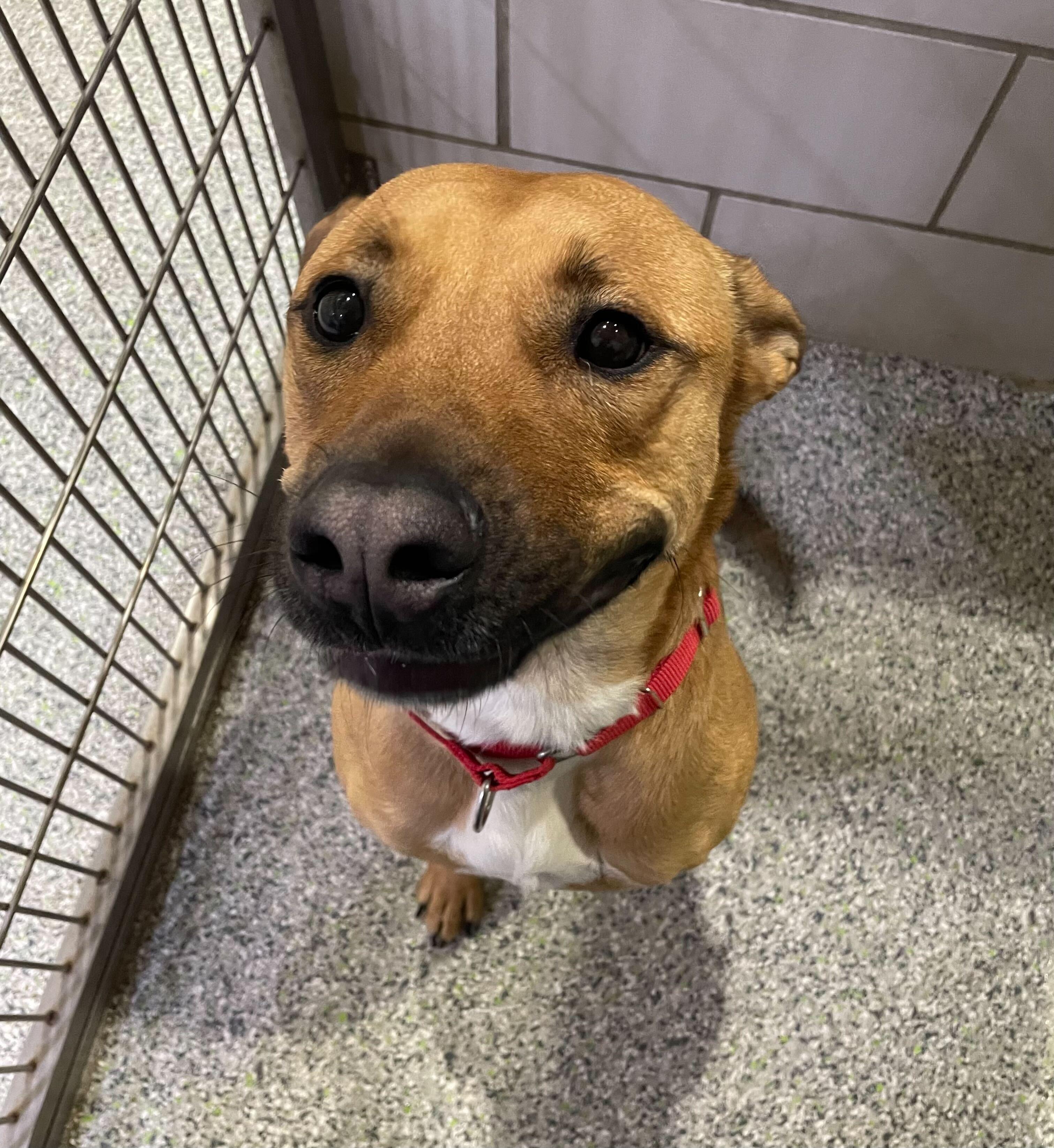 Oren, Adoptable, Adult Male Mixed Breed.