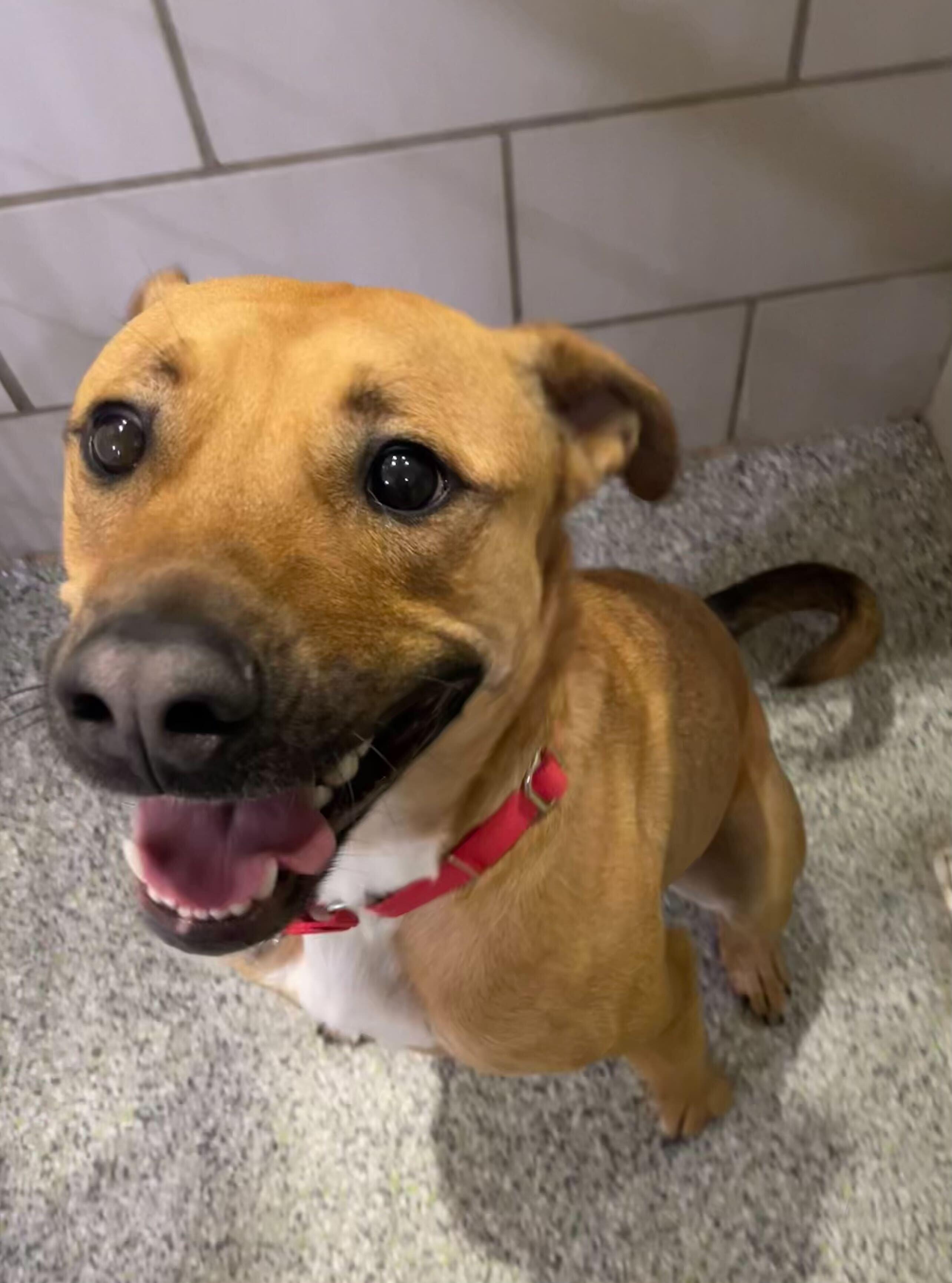 Oren, a Adoptable Mixed Breed in Jackson, MI image 2/6