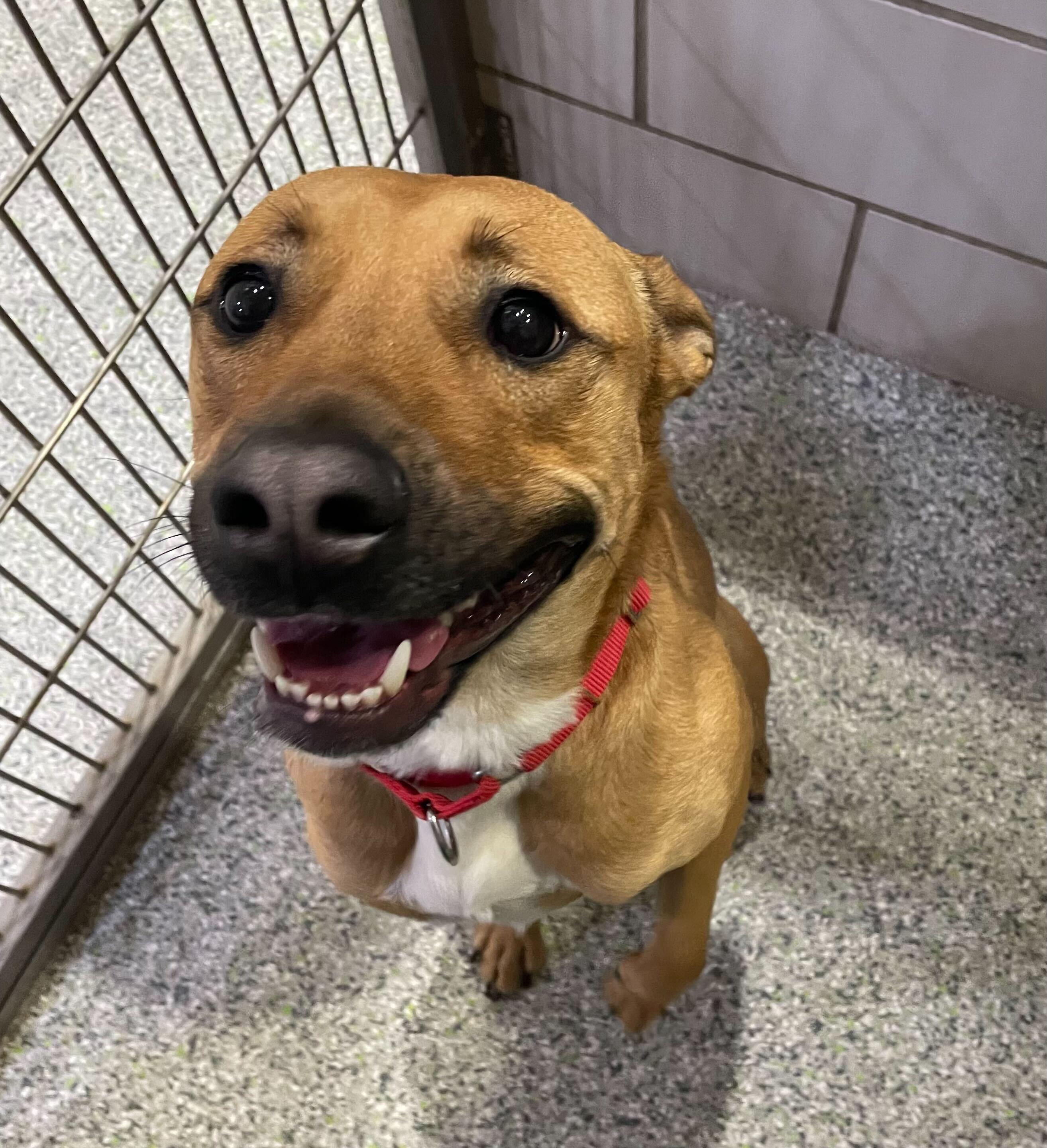 Oren, a Adoptable Mixed Breed in Jackson, MI image 3/6