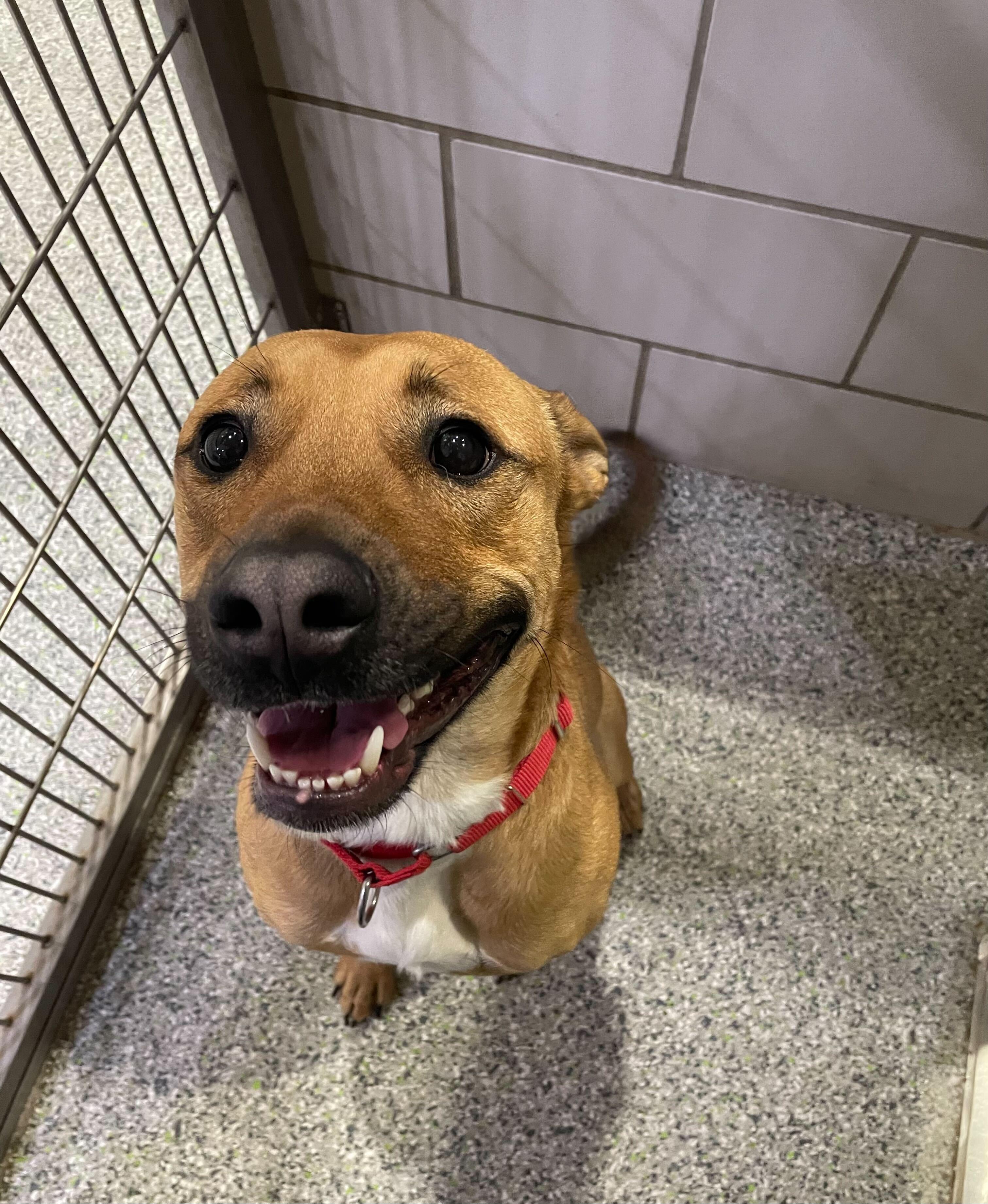 Oren, a Adoptable Mixed Breed in Jackson, MI image 4/6