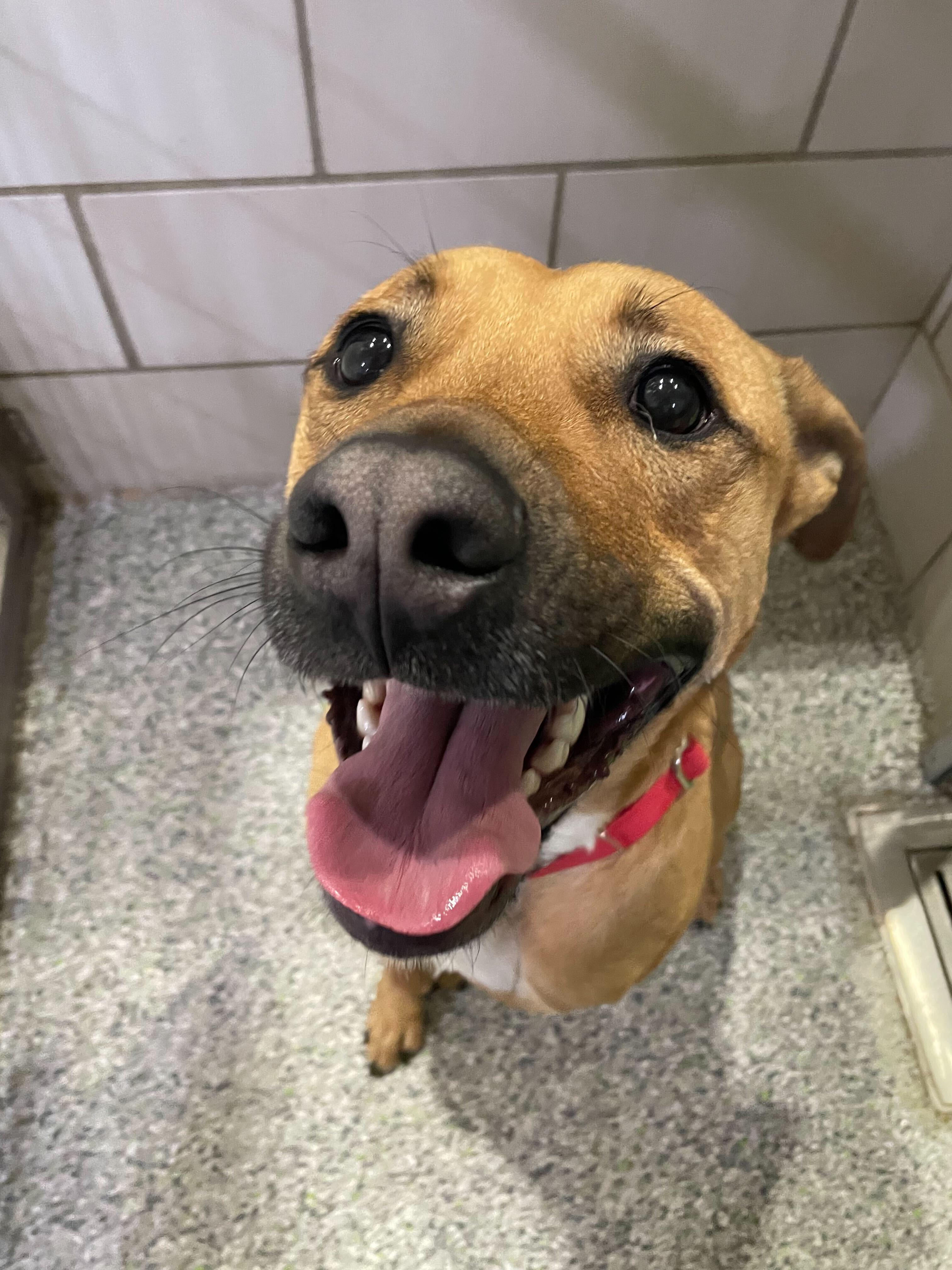 Oren, a Adoptable Mixed Breed in Jackson, MI image 5/6