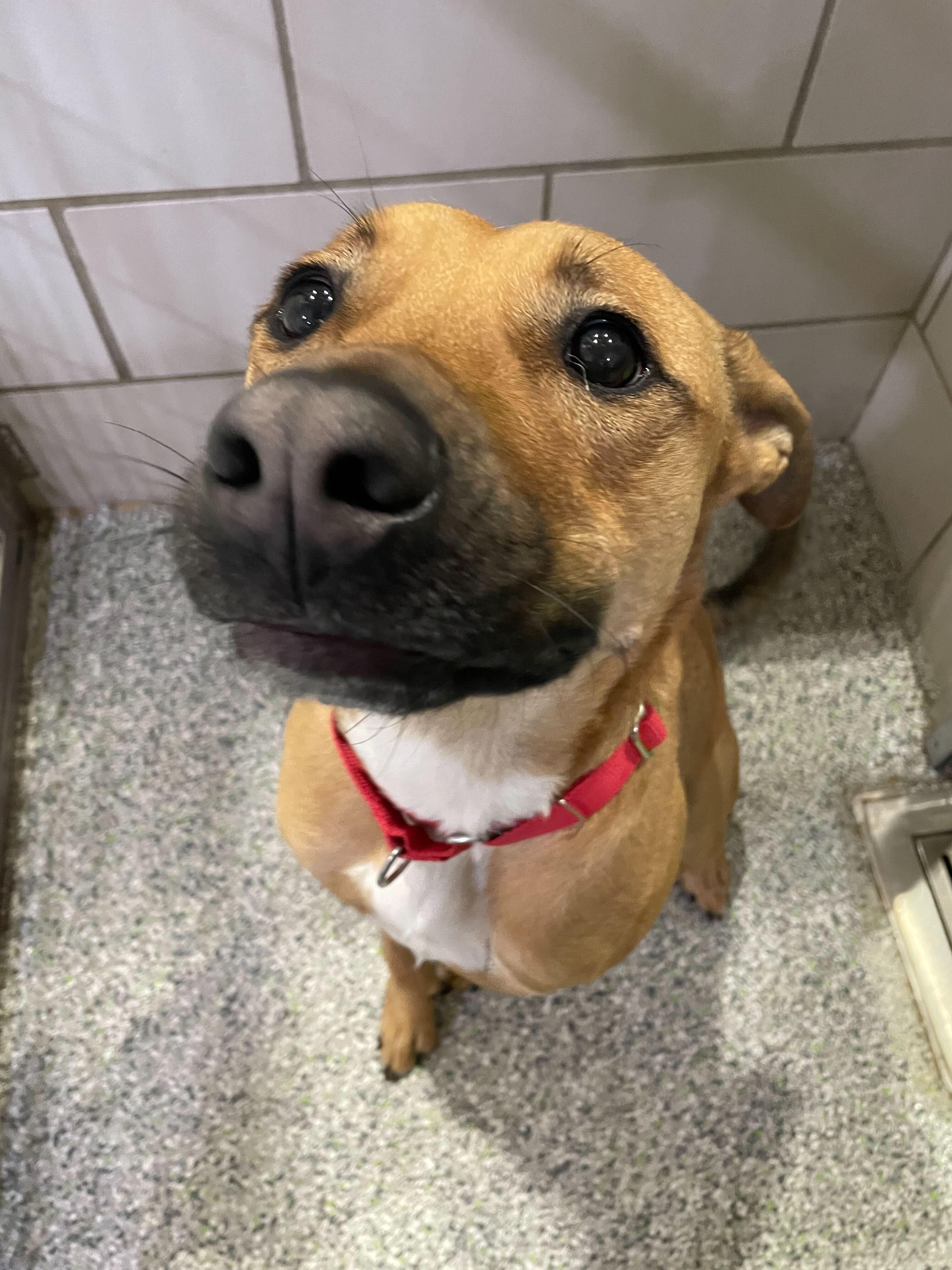 Oren, a Adoptable Mixed Breed in Jackson, MI image 6/6