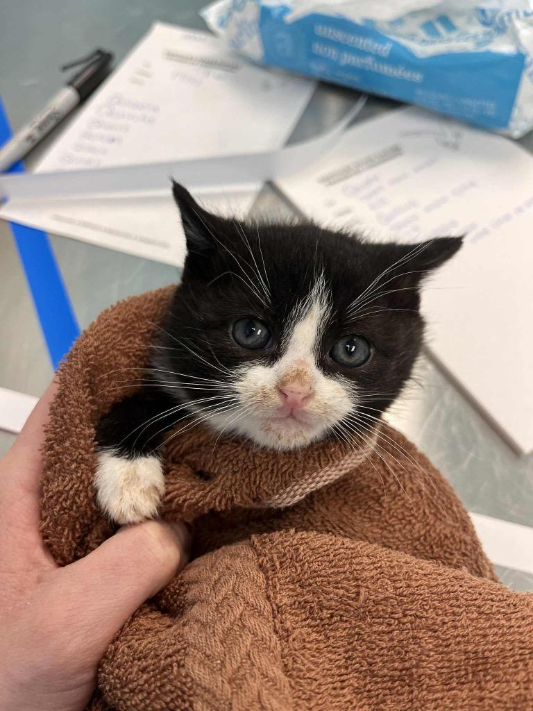 Enlarge Quack, an adopted Domestic Short Hair in Frankfort, KY image 1/1