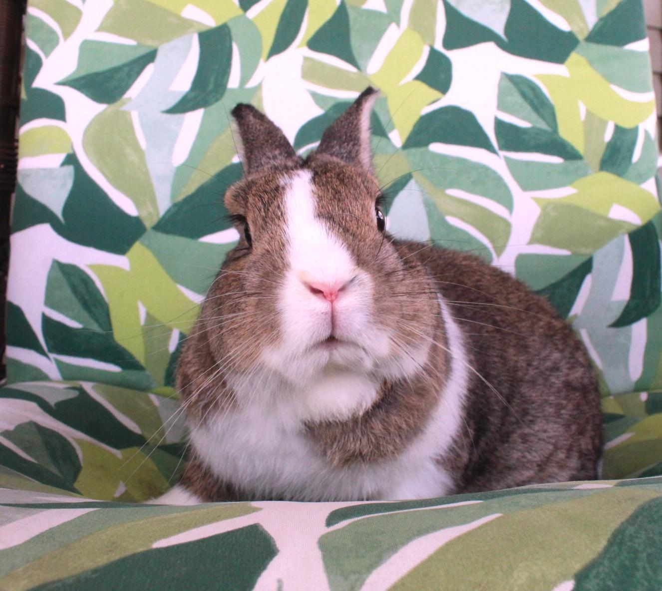 Enlarge Petey, a ADOPTABLE Dutch in Hillside, NJ image 3/3