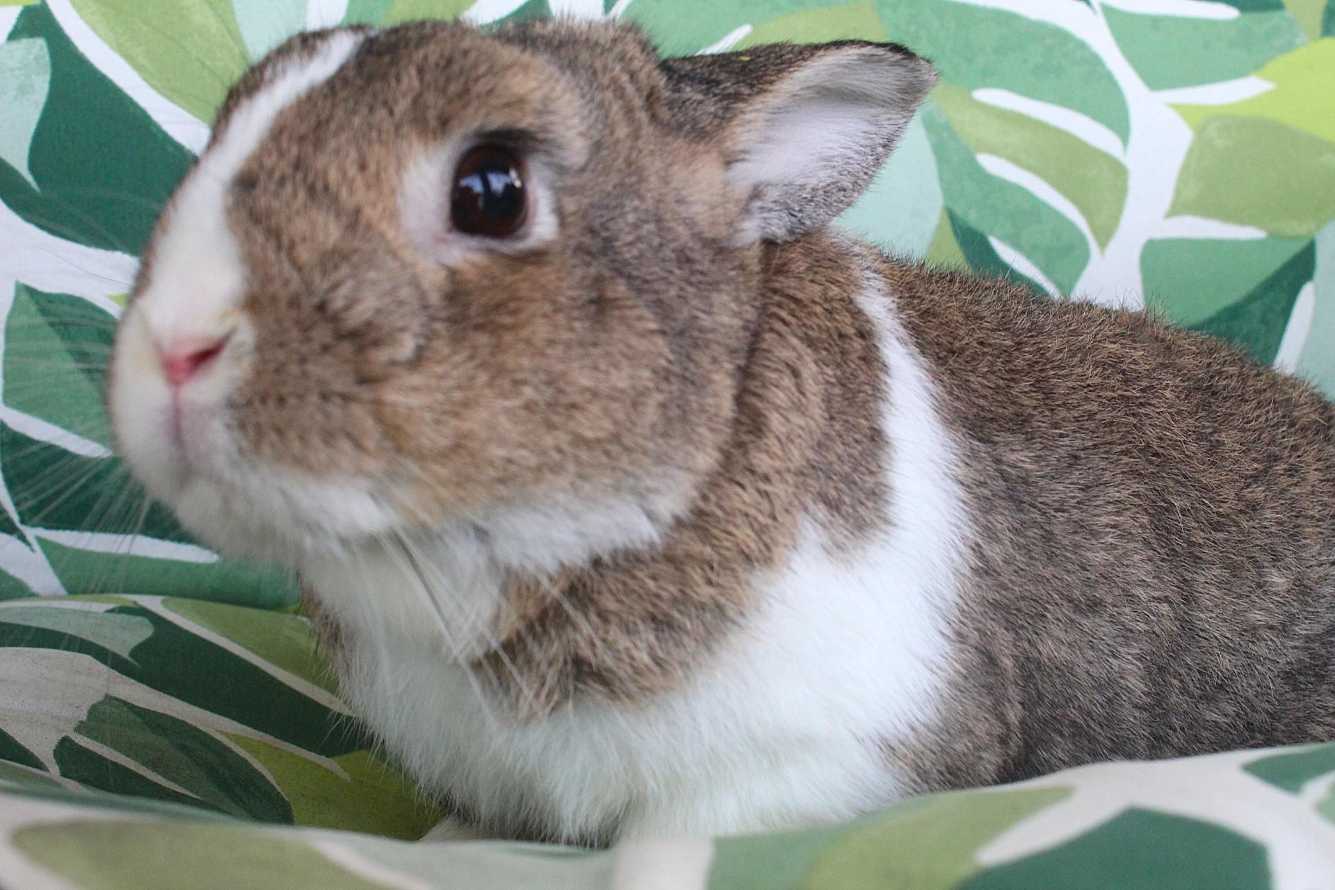 Enlarge Petey, a ADOPTABLE Dutch in Hillside, NJ image 2/3