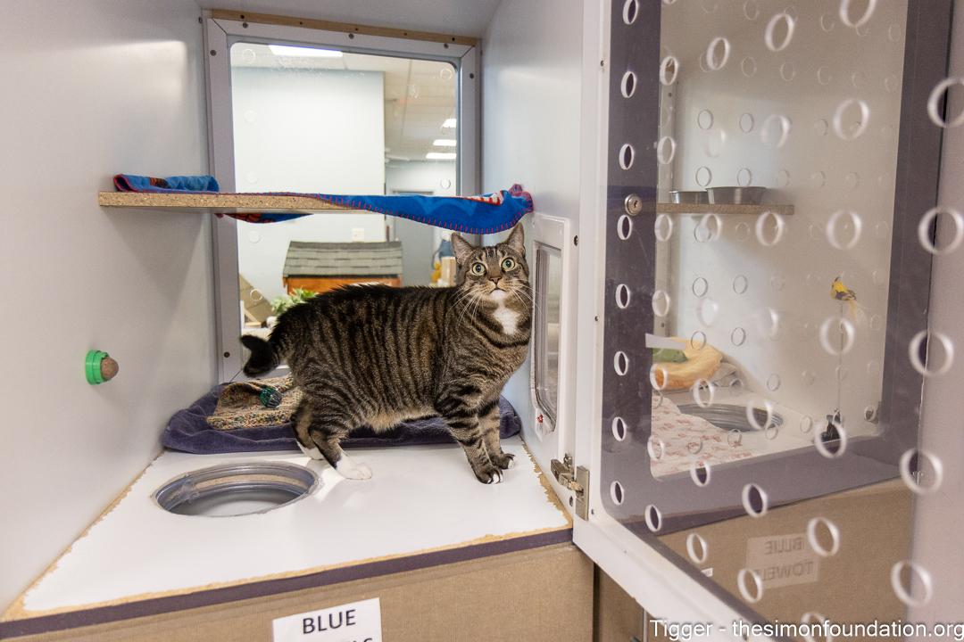 Enlarge Tigger, an adopted Domestic Short Hair in Bloomfield, CT image 4/4