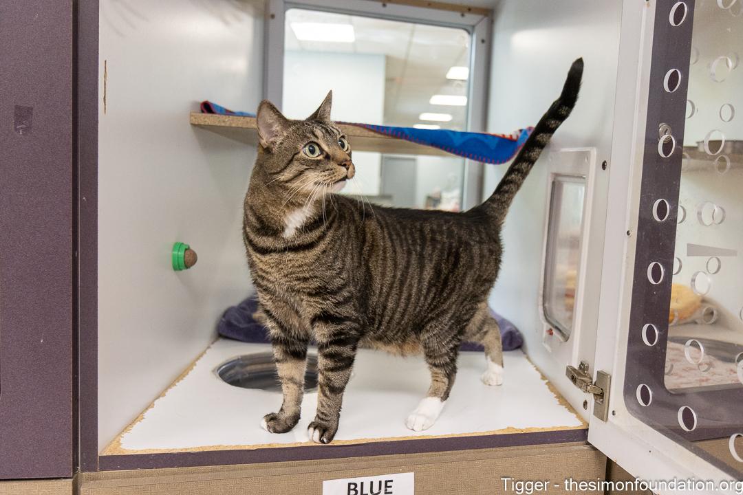 Enlarge Tigger, an adopted Domestic Short Hair in Bloomfield, CT image 2/4
