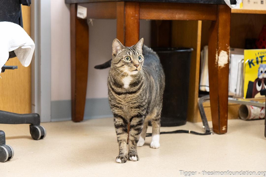 Tigger, adopted, Senior Male Domestic Short Hair.