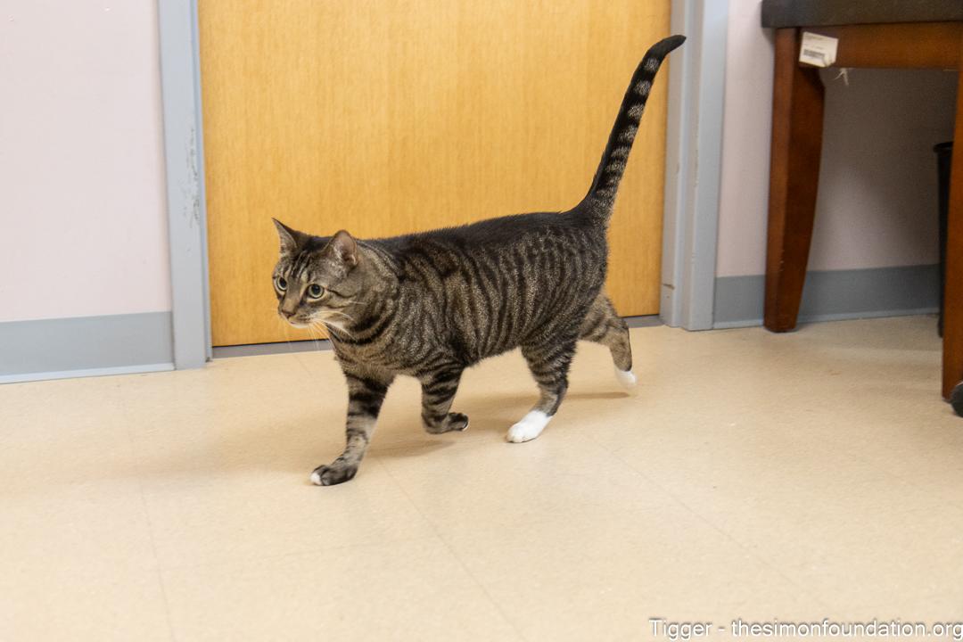 Enlarge Tigger, an adopted Domestic Short Hair in Bloomfield, CT image 3/4