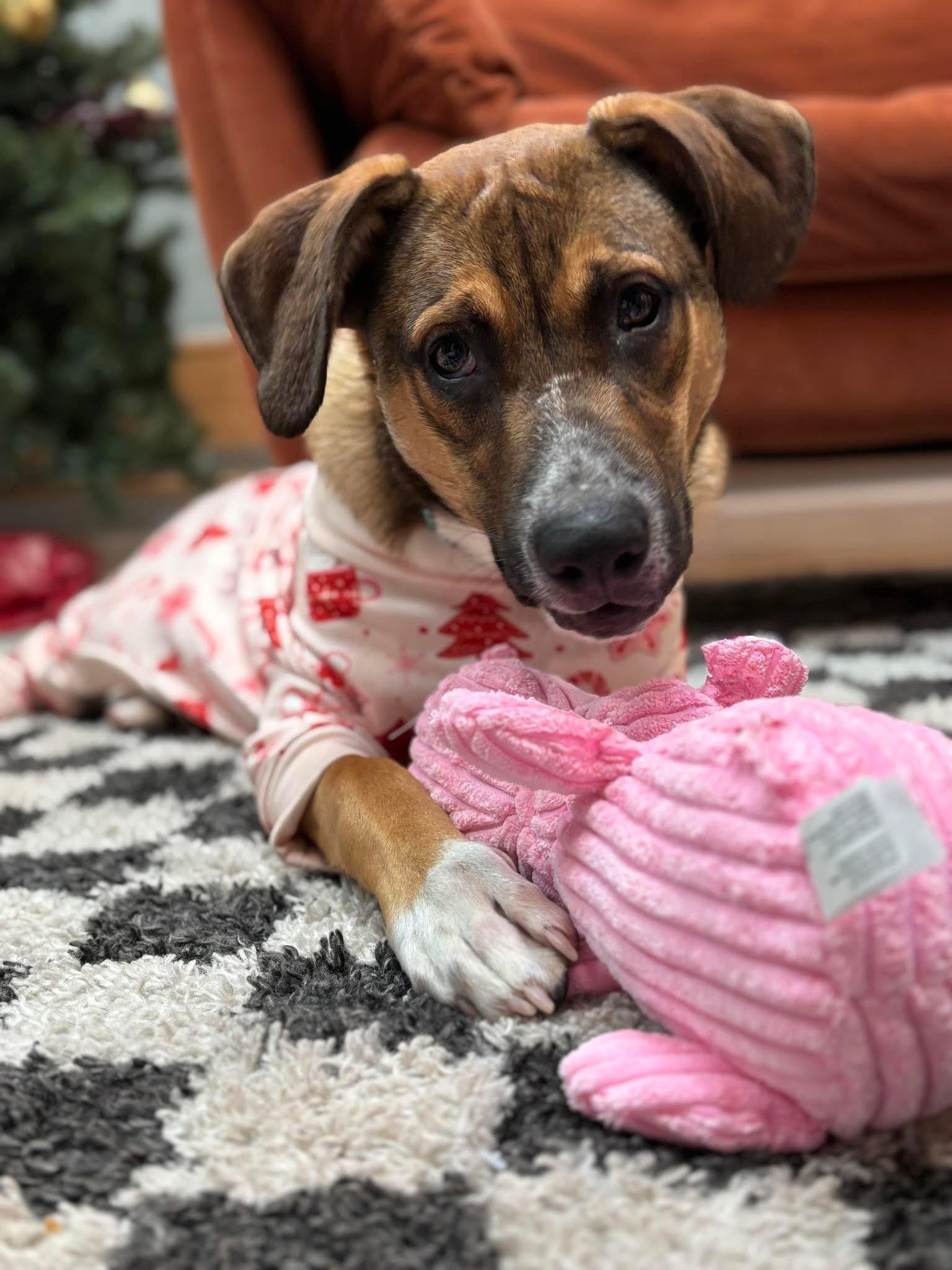 Enlarge Spencer, an adopted mixed breed in Portland, ME image 1/5