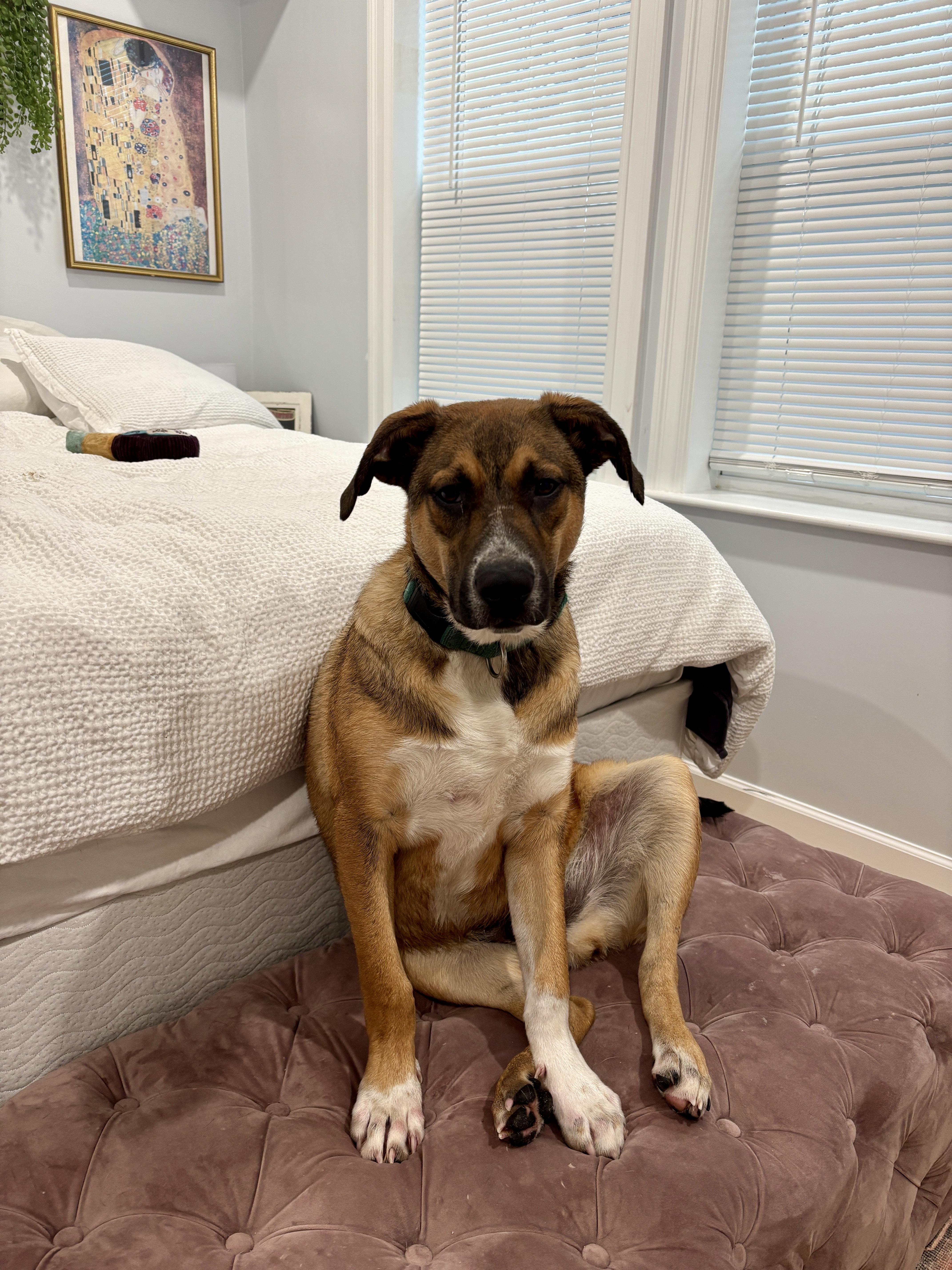 Enlarge Spencer, an adopted mixed breed in Portland, ME image 3/5