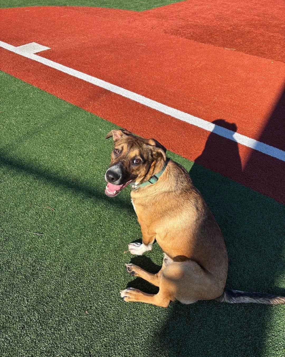 Enlarge Spencer, an adopted mixed breed in Portland, ME image 5/5