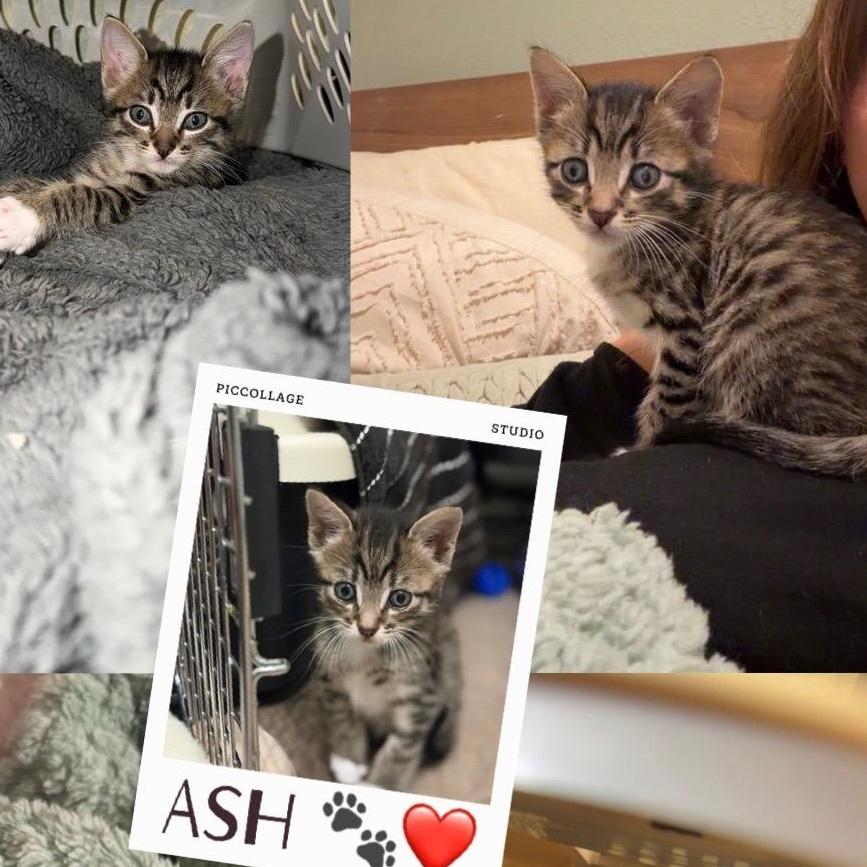 Enlarge Ash, a ADOPTABLE Tabby in Tampa, FL image 1/6