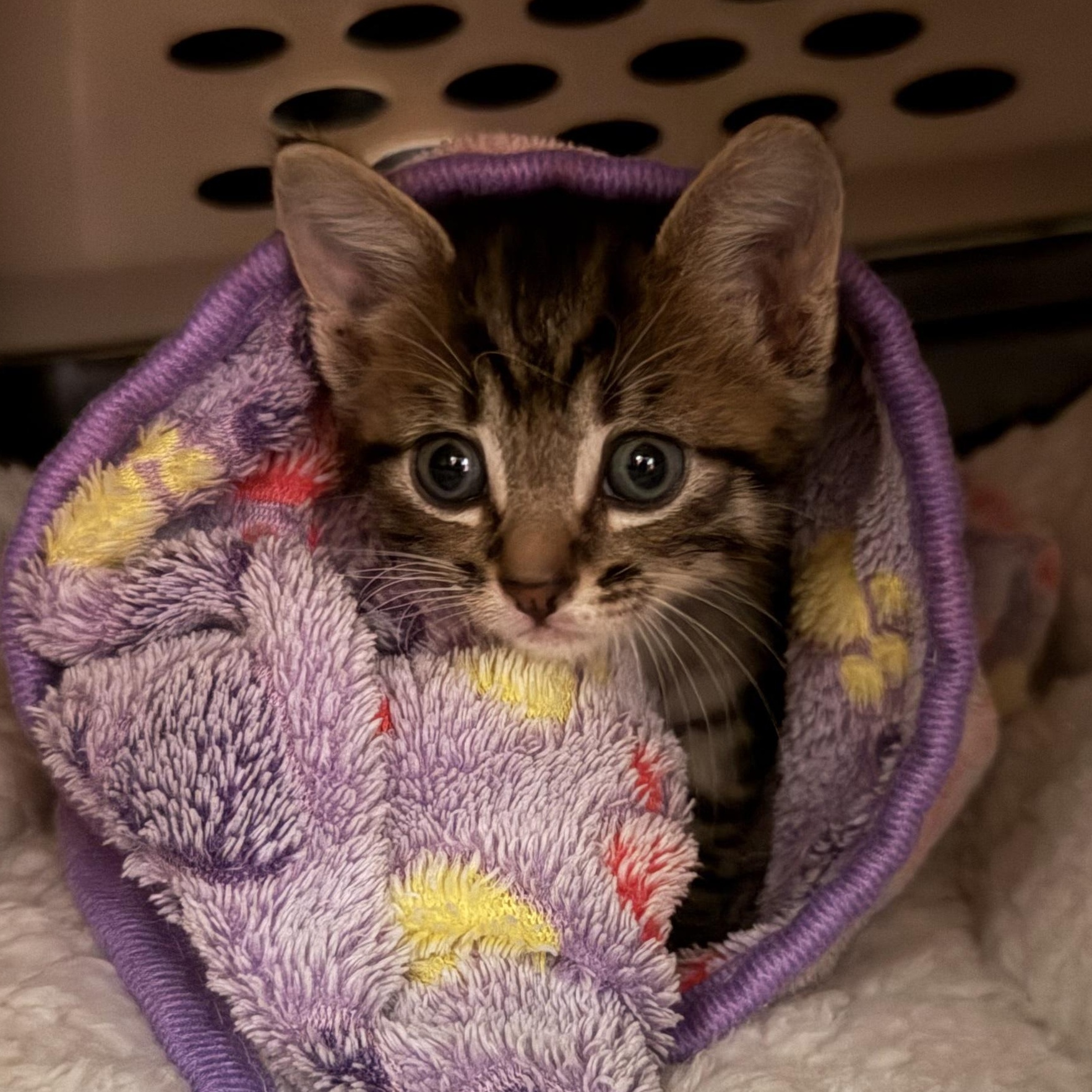 Enlarge Ash, a ADOPTABLE Tabby in Tampa, FL image 2/6